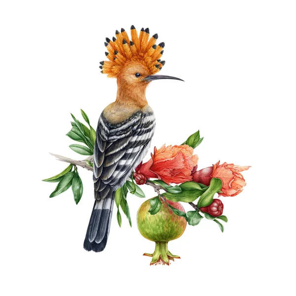 Hupoe kuşu nar dalında. El çizimi suluboya çizimi. Nar çiçekli, meyveli ve yapraklı gerçekçi bir hupoe. Beyaz arkaplan ögesi üzerindeki ibikli kuş.