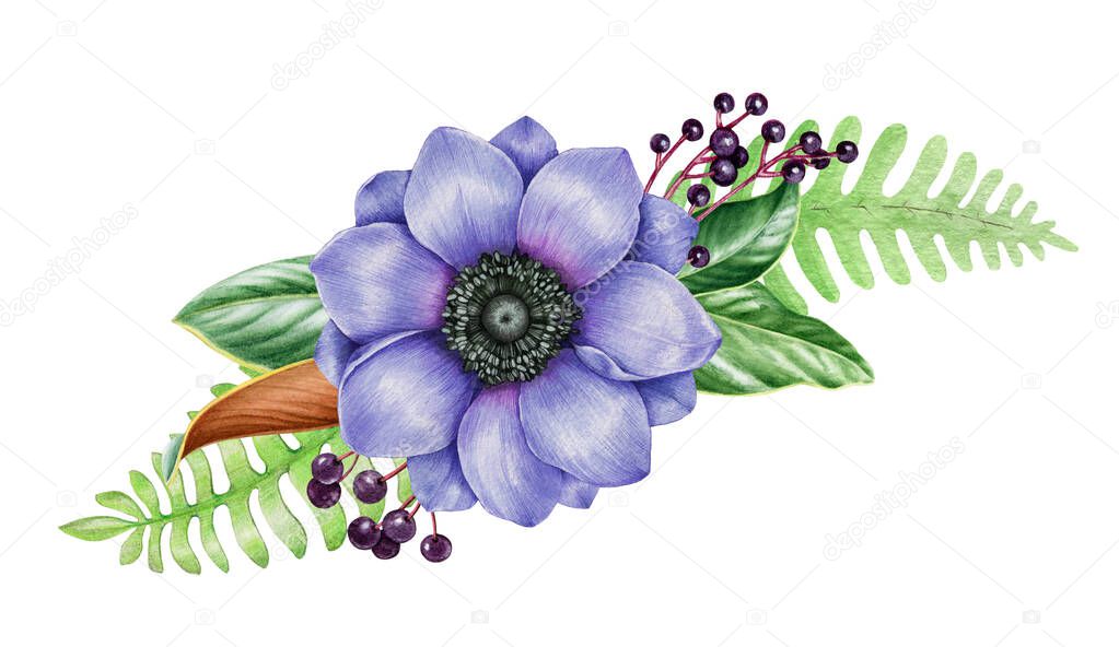 Blue anemone flower arrangement. Watercolor hand drawn illustration. Beautiful blue anemone flower with fern, green leaves, elderberry berries. Floral vintage style arrangement on white background.