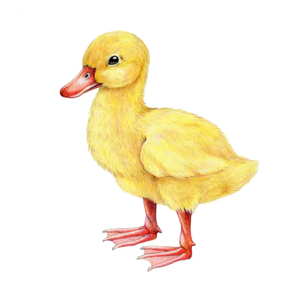 Small Cute Duckling Hand Drawn Realistic Illustration Cute New Born — Stock Photo, Image