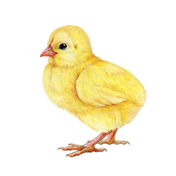 Hatun Eli Çizimi Küçük Yeni Doğmuş Bebek Tavuk Küçük Çiftlik — Stok fotoğraf
