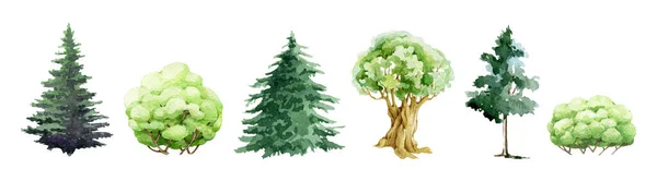 Träd Och Buske Olika Typ Handritade Set Akvarell Illustration Granskog — Stockfoto