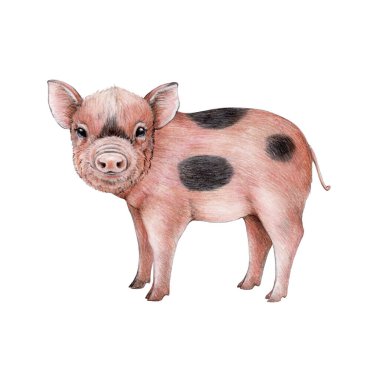 Küçük şirin domuz yavrusu suluboya çizimi. Elle çizilmiş domuz yavrusu. Evcil çiftlik hayvanı. Beyaz arka planda pembe komik domuzcuk. Yavru domuzcuk çiftlik hayvanı.