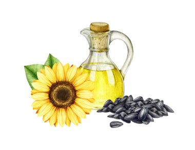 Ayçiçeği yağı, çiçek, tohum. Suluboya çizimi. El yapımı cam şişe, çiçek, tohum yığını, yeşil yapraklar. Cam kavanozda ayçiçeği organik yağı. Beyaz arkaplan.