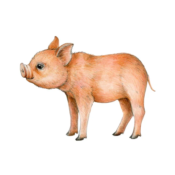 Small Baby Pig Watercolor Illustration Hand Drawn Piglet Domestic Farm — Stock Photo, Image