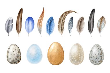 Tüy ve yumurta elementi büyük bir set. Suluboya çizimi. Elle çizilmiş çeşitli kuş tüyü, yumurtalar gerçekçi koleksiyon. Kuş yumurtası ve tüy doğal elementler beyaz arka planda izole edildi.