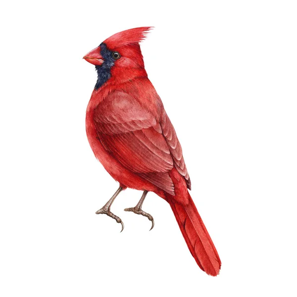 Roter Kardinalvogel Realistische Illustration Handgezeichnetes Aquarell Schöner Roter Vogel Nordamerika — Stockfoto