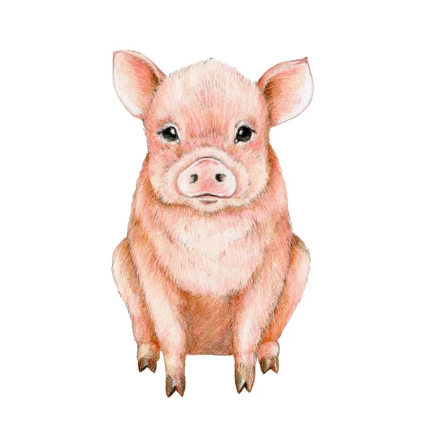 Illustration Aquarelle Pour Bébé Porc Ferme Porcelet Assis Dessiné Main — Photo