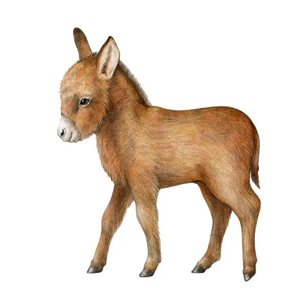 Mladé Oslí Farmářské Zvíře Ilustrace Akvarelů Ručně Kreslené Realistické Dítě — Stock fotografie