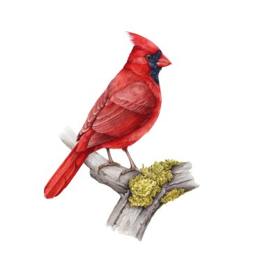 Ağaç dalında kırmızı kardinal kuşu. Suluboya çizimi. El yapımı gerçekçi Cardinalis Cardinalis Kuzey Amerika yerlisi. Kırmızı kardinal erkek, dala tünemiş. Beyaz arkaplan.
