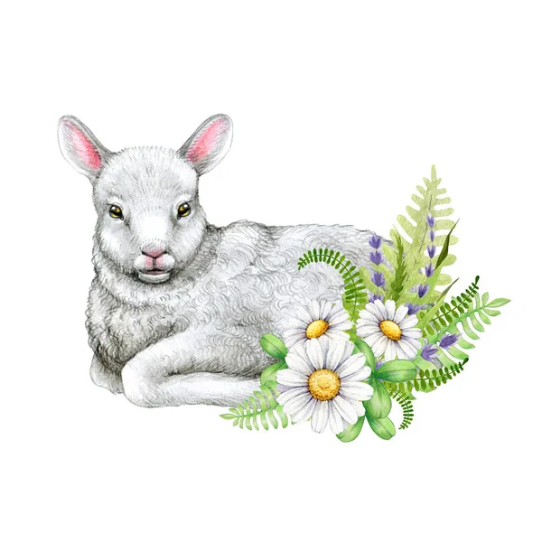 可爱的小羊与雏菊花和绿叶装饰 水彩画 手绘白色羊肉与花卉装饰元素 因白人背景而被隔离 — 图库照片