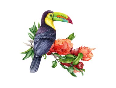 Çiçek açan nar dalında güzel, parlak bir tukan kuşu. Suluboya el çizimi çizimi. Vahşi çiçekli gerçekçi tropik yaban hayatı kuşu. Beyaz arka planda çiçek dekoru olan tukan.