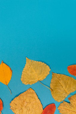 Sarı, kırmızı yapraklı sonbahar modeli. Firavun külahları ve yazıt için beyaz bir sayfa..