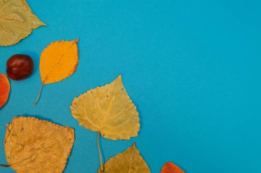 Sarı, kırmızı yapraklı sonbahar modeli. Firavun külahları ve yazıt için beyaz bir sayfa..