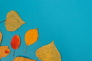 Sarı, kırmızı yapraklı sonbahar modeli. Firavun külahları ve yazıt için beyaz bir sayfa..