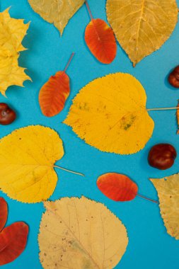 Sarı, kırmızı yapraklı sonbahar modeli. Firavun külahları ve yazıt için beyaz bir sayfa..