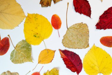 Sarı, kırmızı yapraklı sonbahar modeli. Firavun külahları ve yazıt için beyaz bir sayfa..