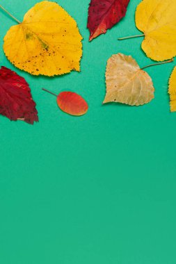 Sarı, kırmızı yapraklı sonbahar modeli. Firavun külahları ve yazıt için beyaz bir sayfa..