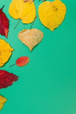 Sarı, kırmızı yapraklı sonbahar modeli. Firavun külahları ve yazıt için beyaz bir sayfa..