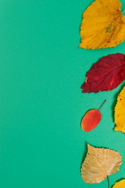 Sarı, kırmızı yapraklı sonbahar modeli. Firavun külahları ve yazıt için beyaz bir sayfa..