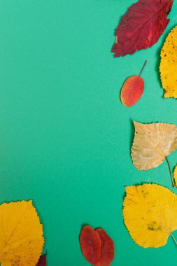 Sarı, kırmızı yapraklı sonbahar modeli. Firavun külahları ve yazıt için beyaz bir sayfa..