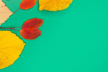 Sarı, kırmızı yapraklı sonbahar modeli. Firavun külahları ve yazıt için beyaz bir sayfa..