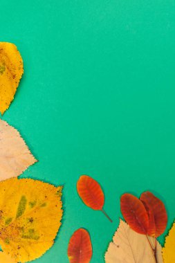 Sarı, kırmızı yapraklı sonbahar modeli. Firavun külahları ve yazıt için beyaz bir sayfa..