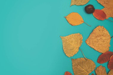 Sarı, kırmızı yapraklı sonbahar modeli. Firavun külahları ve yazıt için beyaz bir sayfa..