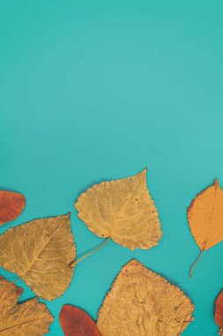 Sarı, kırmızı yapraklı sonbahar modeli. Firavun külahları ve yazıt için beyaz bir sayfa..