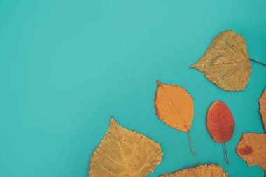 Sarı, kırmızı yapraklı sonbahar modeli. Firavun külahları ve yazıt için beyaz bir sayfa..