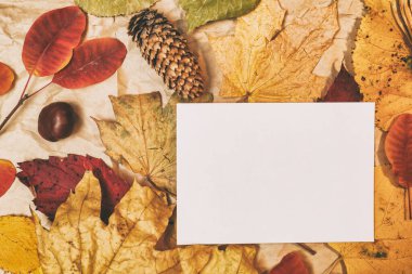 Sarı, kırmızı yapraklı sonbahar modeli. Firavun külahları ve yazıt için beyaz bir sayfa..