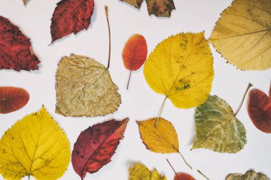 Sarı, kırmızı yapraklı sonbahar modeli. Firavun külahları ve yazıt için beyaz bir sayfa..