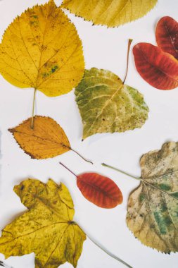 Sarı, kırmızı yapraklı sonbahar modeli. Firavun külahları ve yazıt için beyaz bir sayfa..