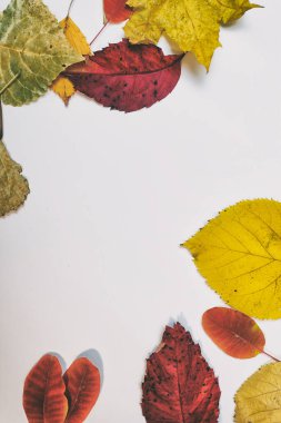 Sarı, kırmızı yapraklı sonbahar modeli. Firavun külahları ve yazıt için beyaz bir sayfa..