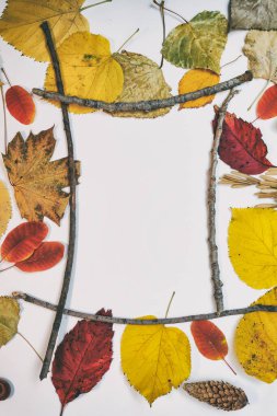 Sarı, kırmızı yapraklı sonbahar modeli. Firavun külahları ve yazıt için beyaz bir sayfa..