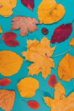 Sarı, kırmızı yapraklı sonbahar modeli. Firavun külahları ve yazıt için beyaz bir sayfa..