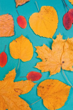 Sarı, kırmızı yapraklı sonbahar modeli. Firavun külahları ve yazıt için beyaz bir sayfa..