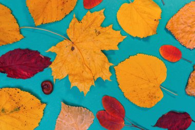 Sarı, kırmızı yapraklı sonbahar modeli. Firavun külahları ve yazıt için beyaz bir sayfa..