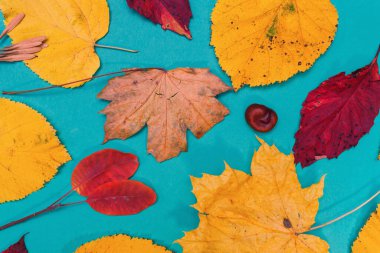 Sarı, kırmızı yapraklı sonbahar modeli. Firavun külahları ve yazıt için beyaz bir sayfa..