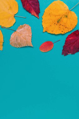 Sarı, kırmızı yapraklı sonbahar modeli. Firavun külahları ve yazıt için beyaz bir sayfa..