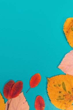 Sarı, kırmızı yapraklı sonbahar modeli. Firavun külahları ve yazıt için beyaz bir sayfa..