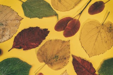 Sarı, kırmızı yapraklı sonbahar modeli. Firavun külahları ve yazıt için beyaz bir sayfa..