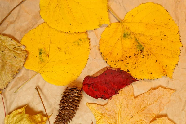 Maqueta Otoño Con Hojas Amarillas Rojas Conos Abeto Una Hoja — Foto de Stock