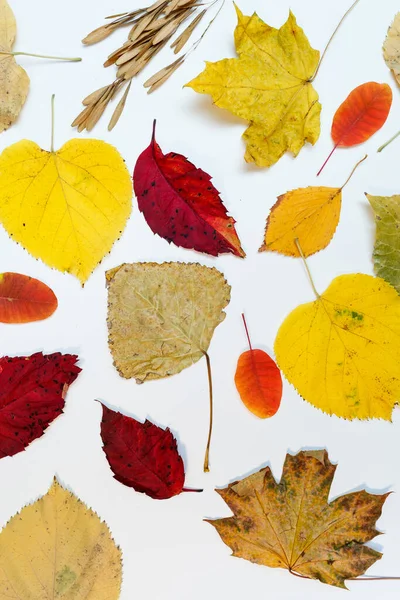 Maqueta Otoño Con Hojas Amarillas Rojas Conos Abeto Una Hoja — Foto de Stock