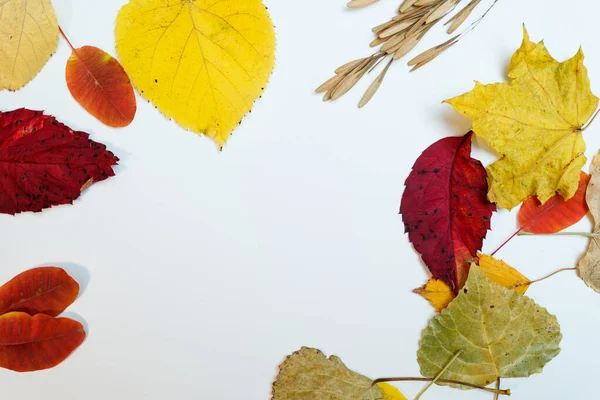 Mockup Outono Com Amarelo Folhas Vermelhas Cones Abeto Uma Folha — Fotografia de Stock