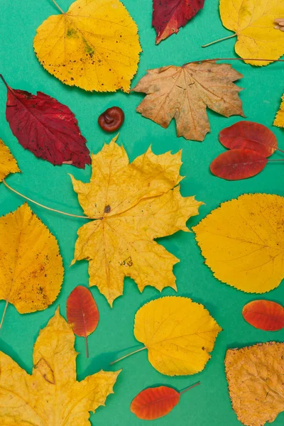 Μακιγιάζ Φθινοπώρου Κίτρινα Κόκκινα Φύλλα Κώνους Και Ένα Λευκό Φύλλο — Φωτογραφία Αρχείου