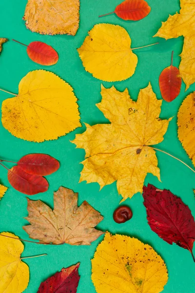 Sarı, kırmızı yapraklı sonbahar modeli. Firavun külahları ve yazıt için beyaz bir sayfa..