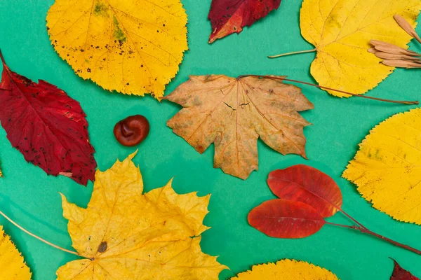 秋天的模型 红色的叶子 杉木圆锥和一张白纸作题词 — 图库照片