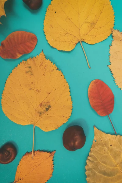 秋天的模型 红色的叶子 杉木圆锥和一张白纸作题词 — 图库照片