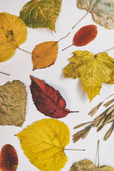 Mockup Outono Com Amarelo Folhas Vermelhas Cones Abeto Uma Folha — Fotografia de Stock