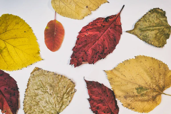 Maqueta Otoño Con Hojas Amarillas Rojas Conos Abeto Una Hoja — Foto de Stock